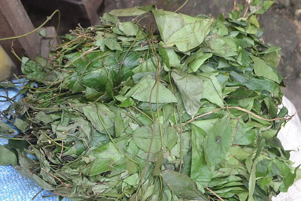 Eru shown loose and unbranded