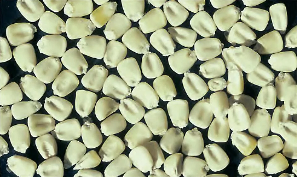 White corn shown loose and unbranded