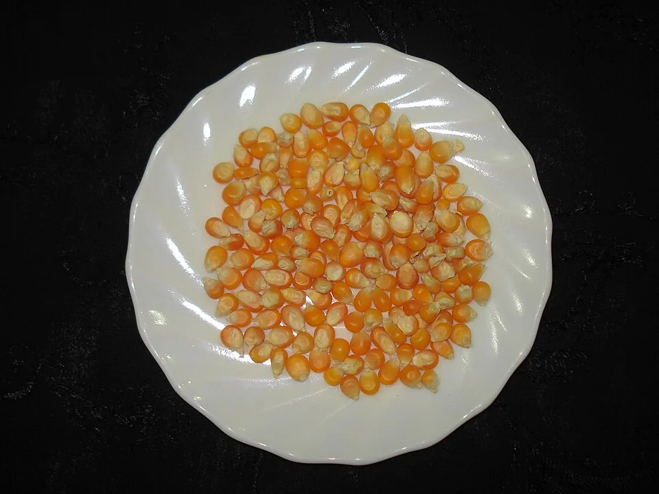 Yellow corn shown loose and unbranded