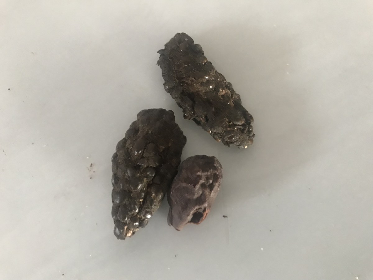 Alligator Pepper shown loose in a company photograph