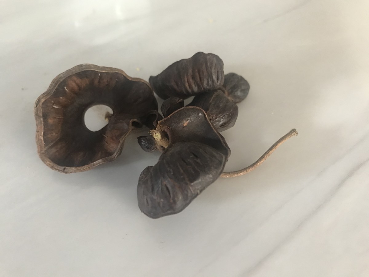 Sickle Bush / Oreille shown loose in a company photograph